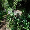 Plants: image 39 Of 208 Thumb
